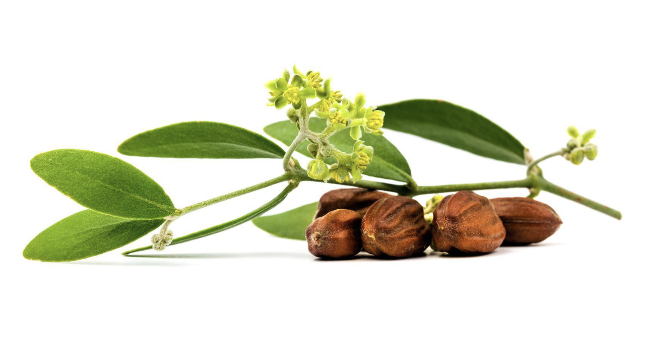 jojoba__53651.1545849741